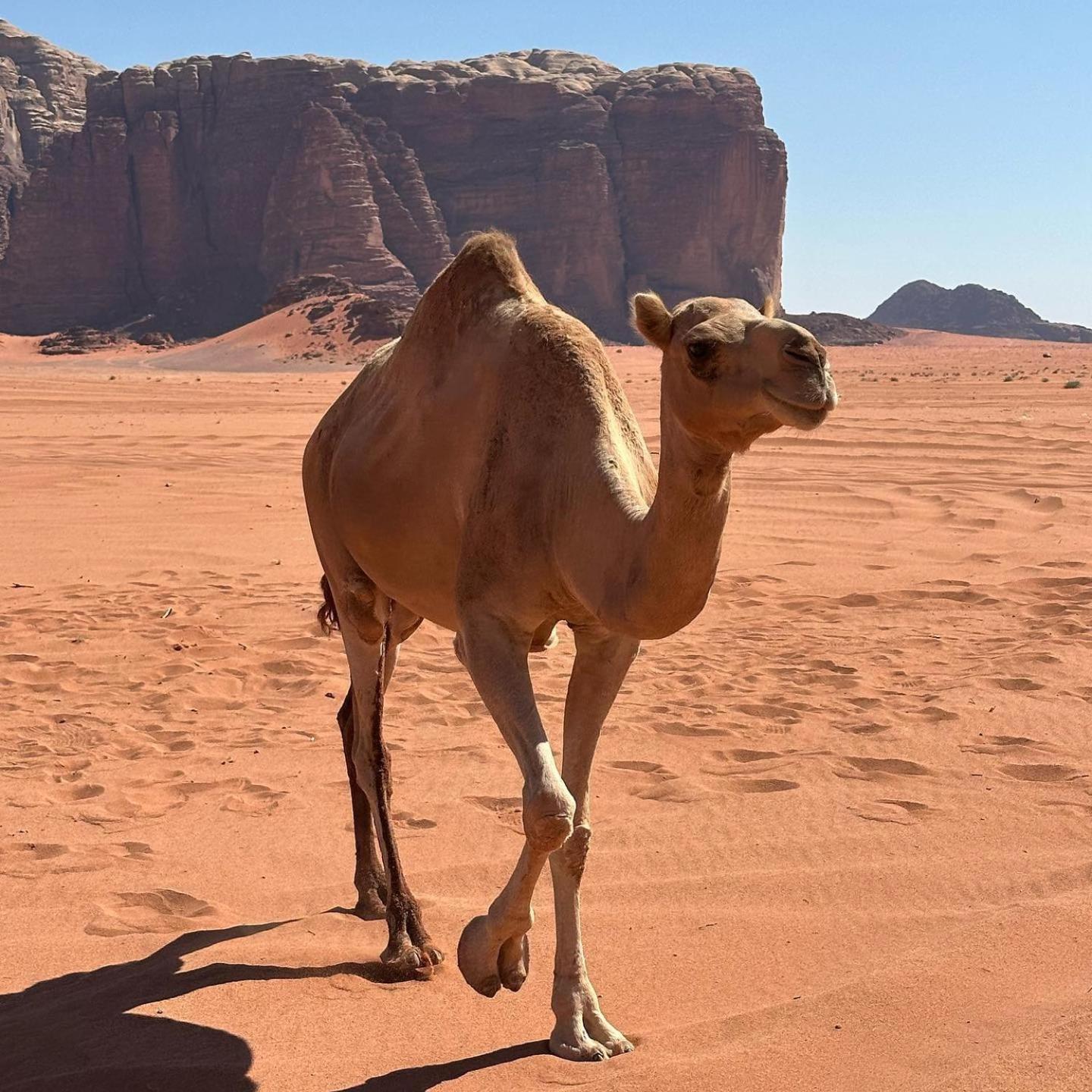 Daniela Camp Wadi Rum Buitenkant foto